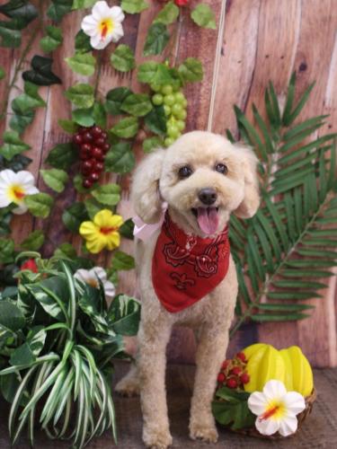 20230803ココアちゃん